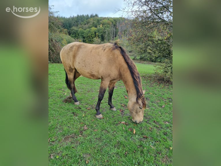 PRE Mix Gelding 3 years 16 hh Dun in Losheim am See