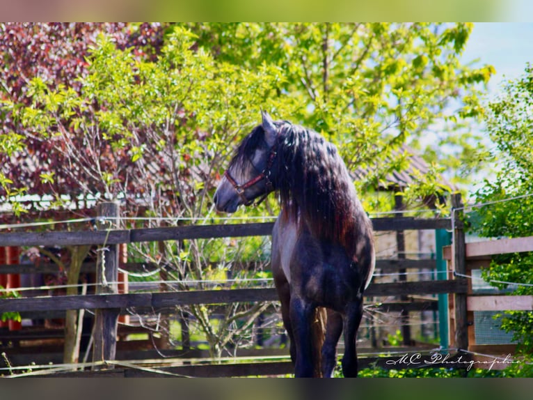 PRE Mix Gelding 3 years 16 hh Gray-Dark-Tan in POLENZ