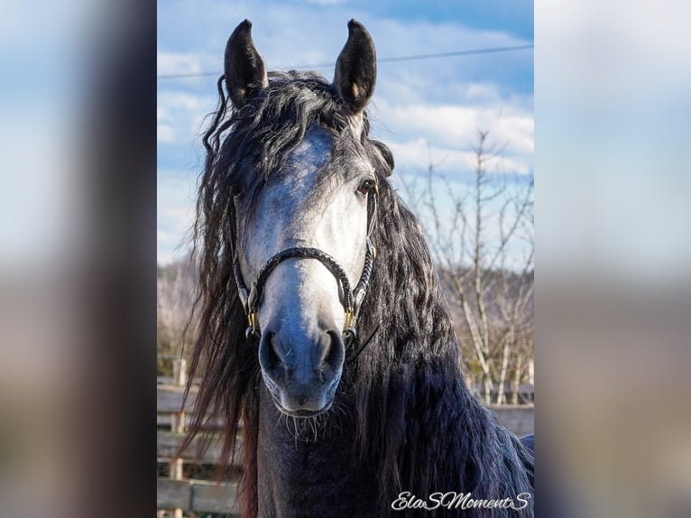 PRE Mix Gelding 3 years 16 hh Gray-Dark-Tan in POLENZ