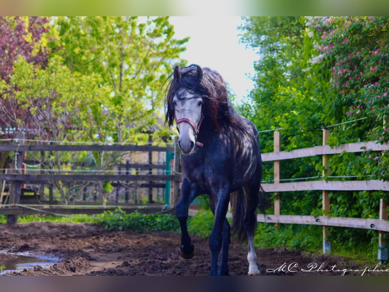 PRE Mix Gelding 3 years 16 hh Gray-Dark-Tan in POLENZ