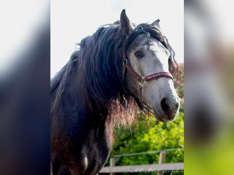 PRE Mix Gelding 3 years 16 hh Gray-Dark-Tan in POLENZ