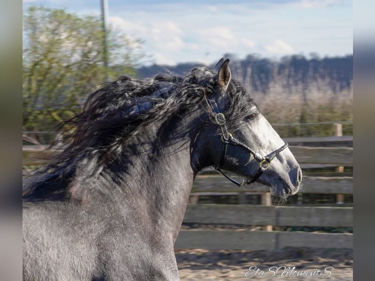 PRE Mix Gelding 3 years 16 hh Gray-Dark-Tan in POLENZ