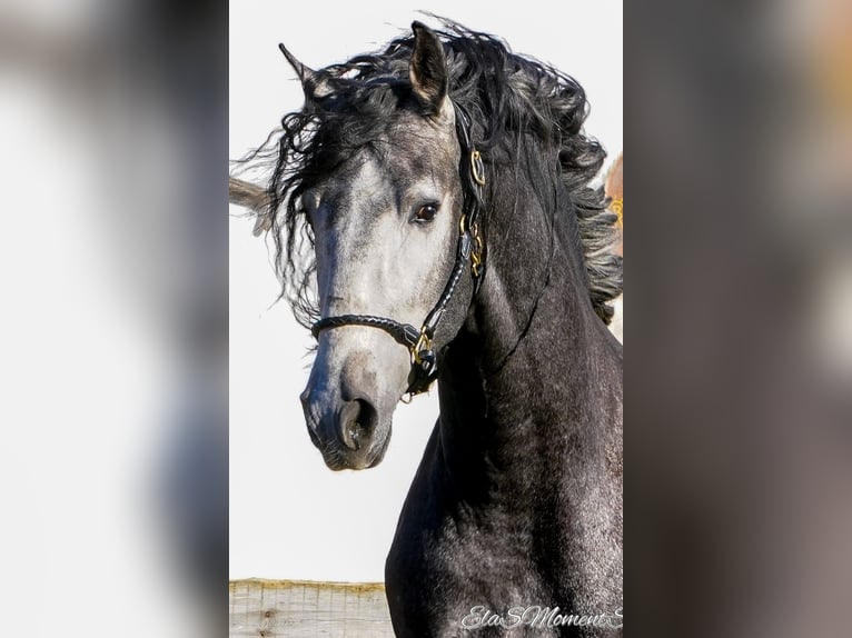 PRE Mix Gelding 3 years 16 hh Gray-Dark-Tan in POLENZ