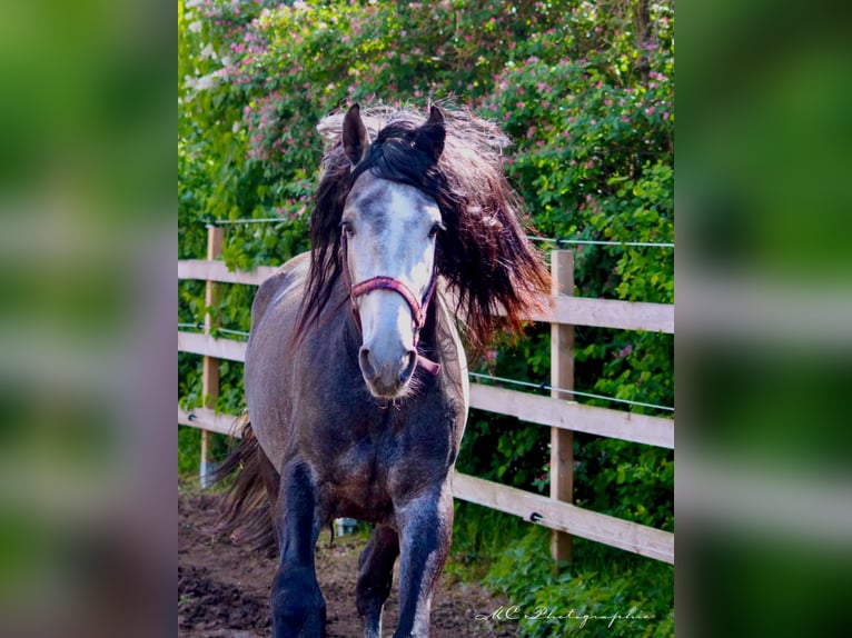 PRE Mix Gelding 3 years 16 hh Gray-Dark-Tan in POLENZ