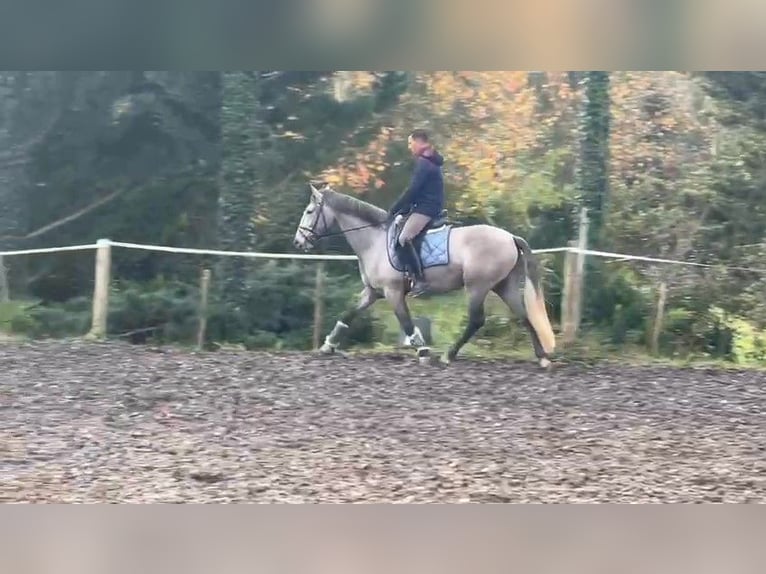 PRE Gelding 3 years 16 hh Gray in BAS EN BASSET