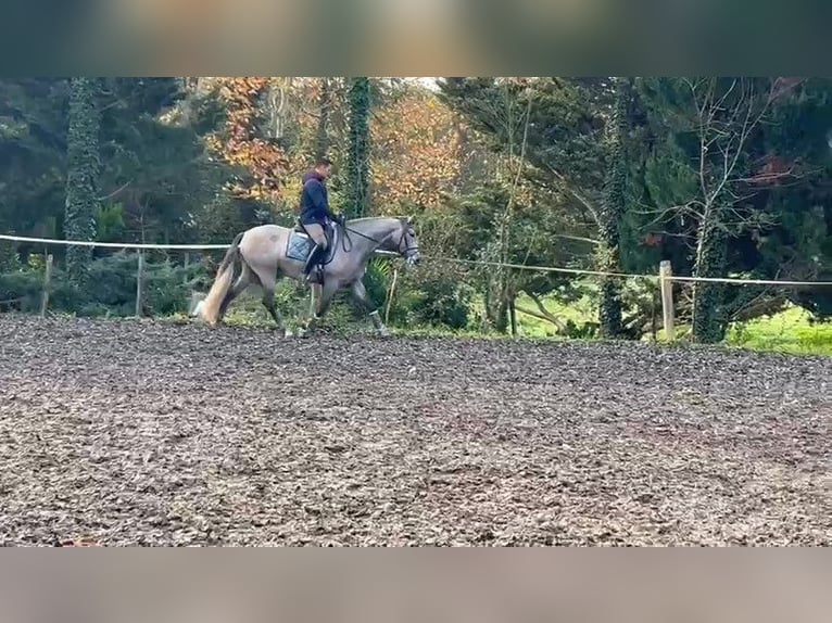 PRE Gelding 3 years 16 hh Gray in BAS EN BASSET