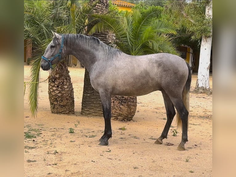 PRE Gelding 3 years 16 hh Gray in BAS EN BASSET