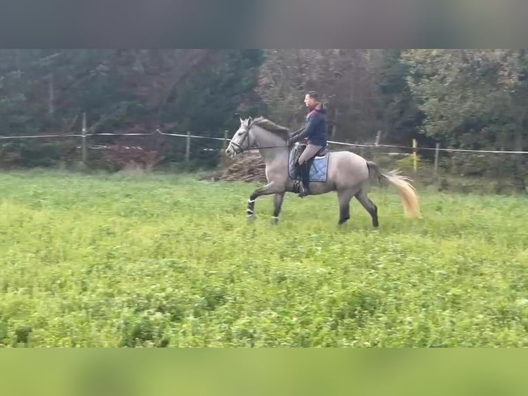 PRE Gelding 3 years 16 hh Gray in BAS EN BASSET