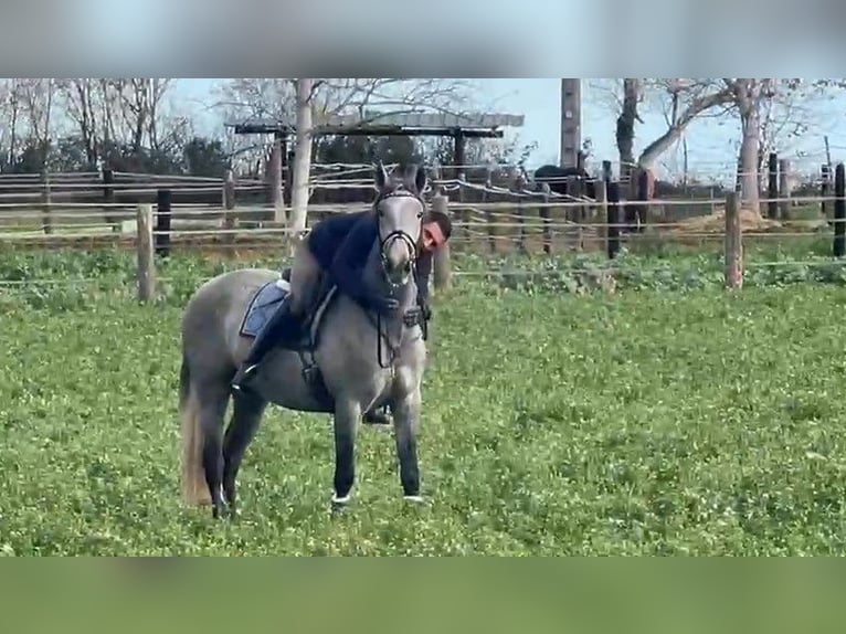 PRE Gelding 3 years 16 hh Gray in BAS EN BASSET