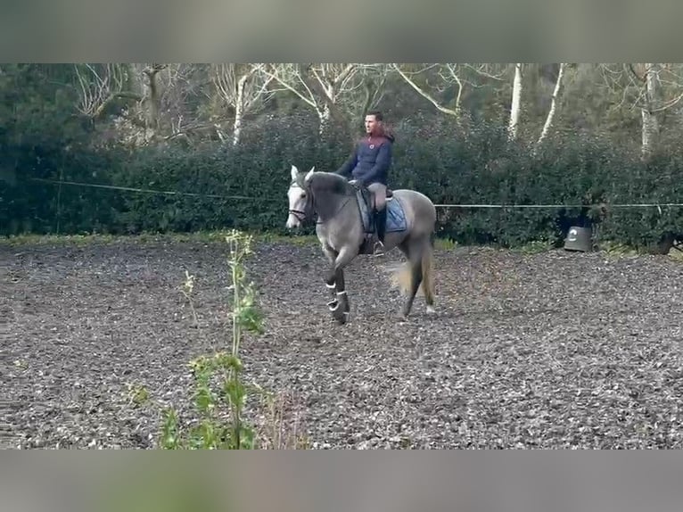 PRE Gelding 3 years 16 hh Gray in BAS EN BASSET