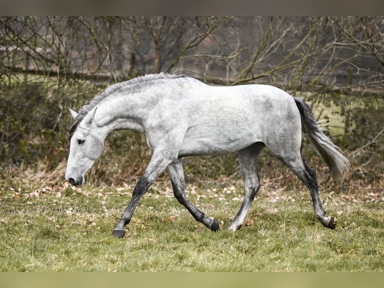 PRE Gelding 3 years 16 hh Gray in Bötersen