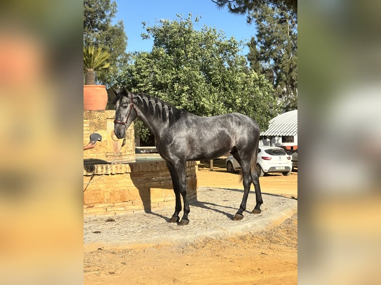 PRE Gelding 3 years 16 hh Grey in Sevilla