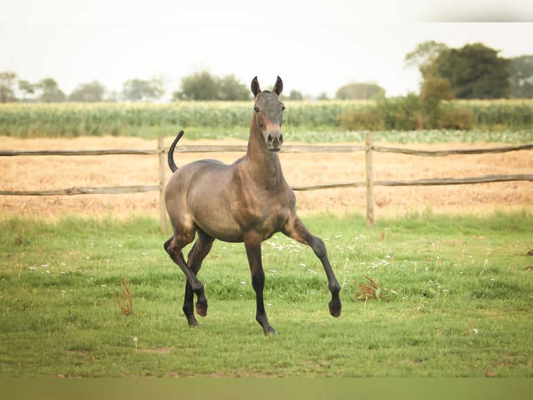 PRE Gelding 3 years 16 hh Grey in Alveringem