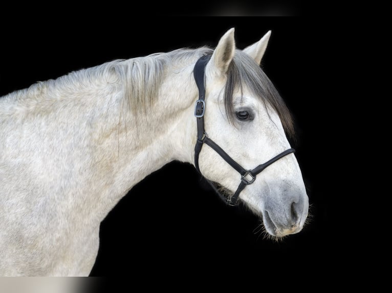 PRE Gelding 3 years 16 hh Grey in Gefrees