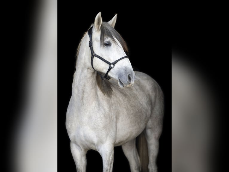 PRE Gelding 3 years 16 hh Grey in Gefrees