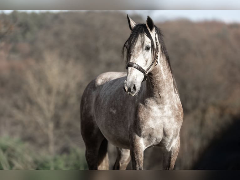 PRE Mix Gelding 3 years 16 hh Grey-Red-Tan in Windhagen