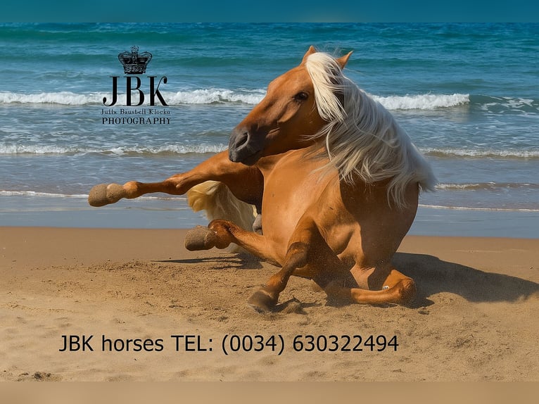 PRE Gelding 3 years 16 hh Palomino in Tabernas Almer&#xED;a