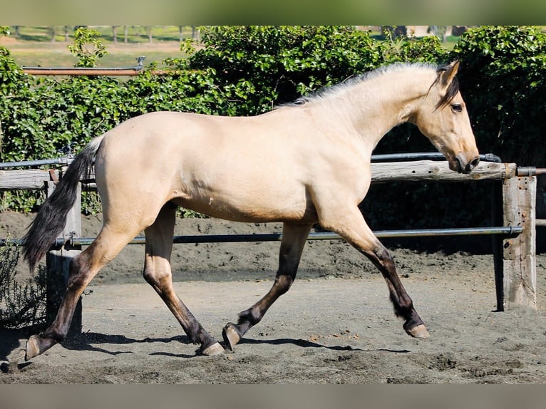 PRE Gelding 3 years 16 hh in Galaroza (Huelva)