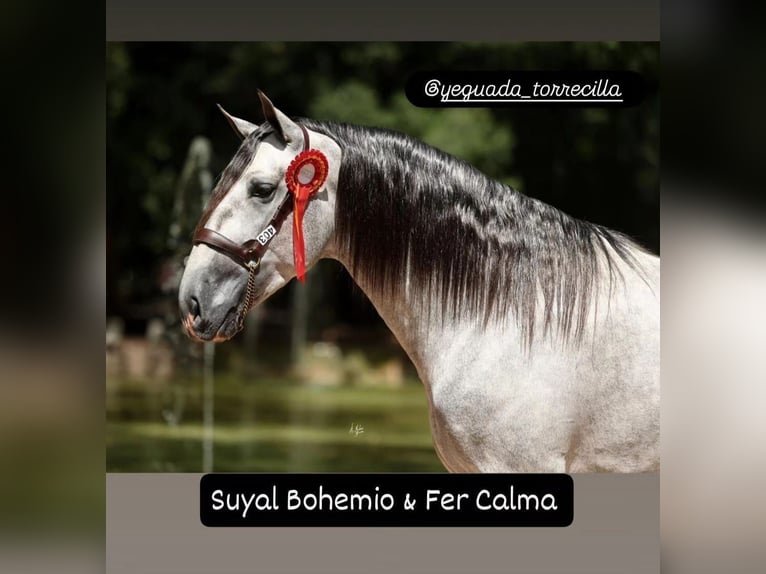 PRE Mix Gelding 3 years 16,1 hh Grey in Huevar De Aljarafe PRE Mix Gelding 3 years 16,1 hh Grey in Huevar De Aljarafe