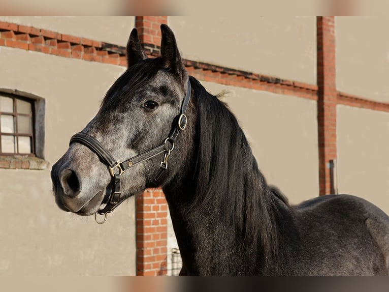 PRE Gelding 3 years 16,1 hh Grey-Dark-Tan in Teldau