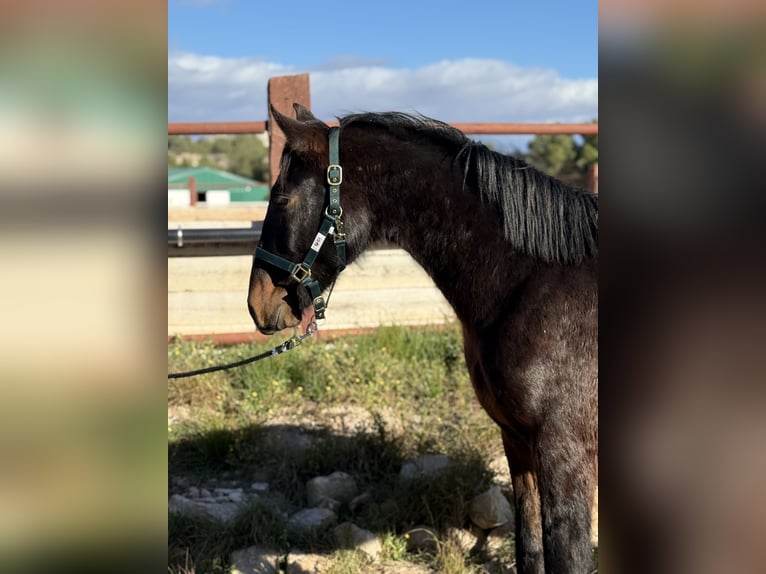 PRE Gelding 3 years Bay-Dark in Fuendetodos