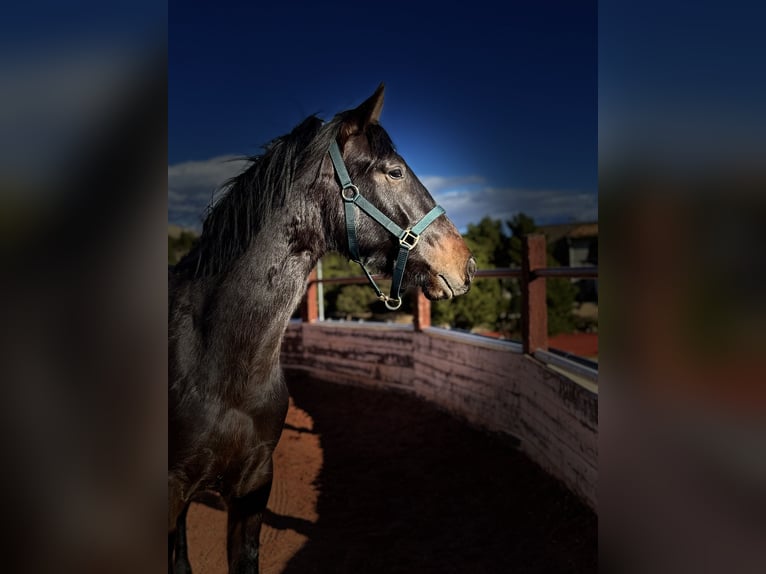 PRE Gelding 3 years Bay-Dark in Fuendetodos