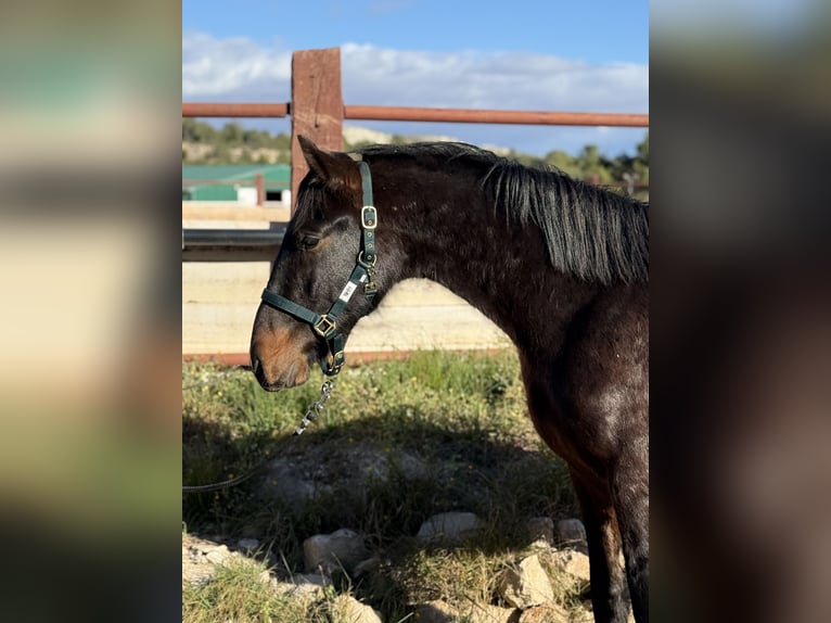 PRE Gelding 3 years Bay-Dark in Fuendetodos