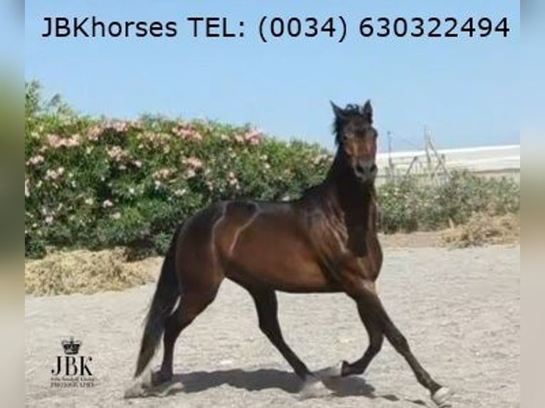 PRE Mix Gelding 3 years Brown in Tabernas Almeria