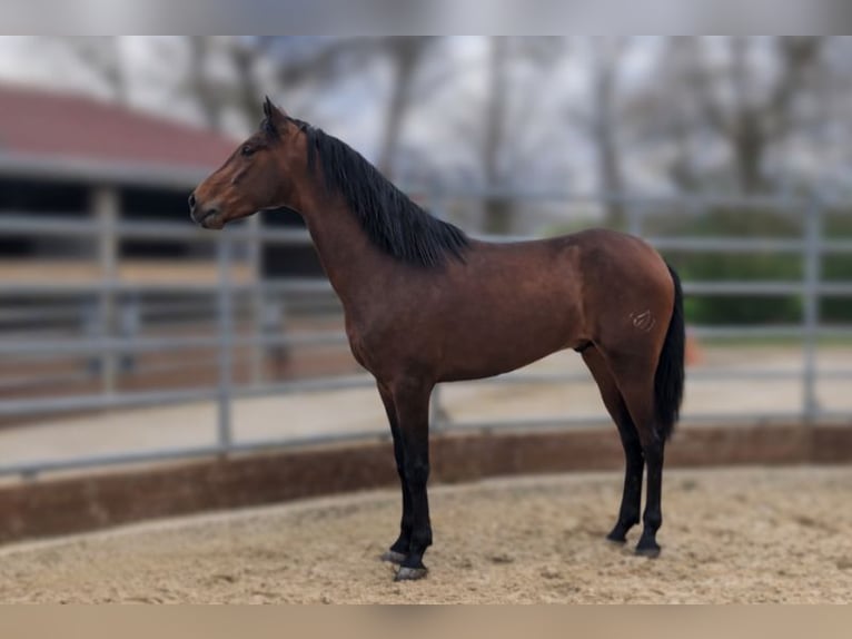 PRE Gelding 3 years Brown in Caumont