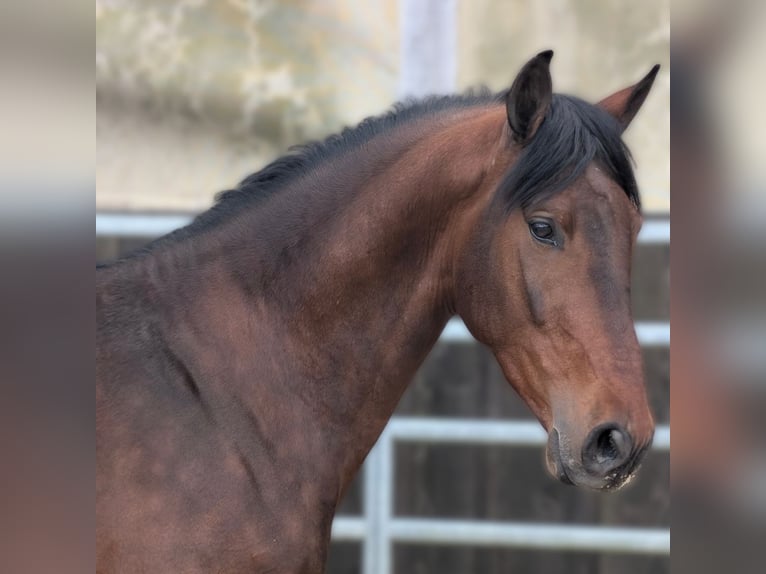 PRE Gelding 3 years Brown in Caumont
