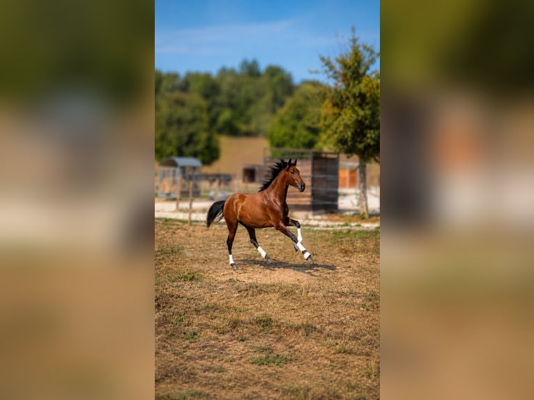 PRE Gelding 3 years Brown in Caumont