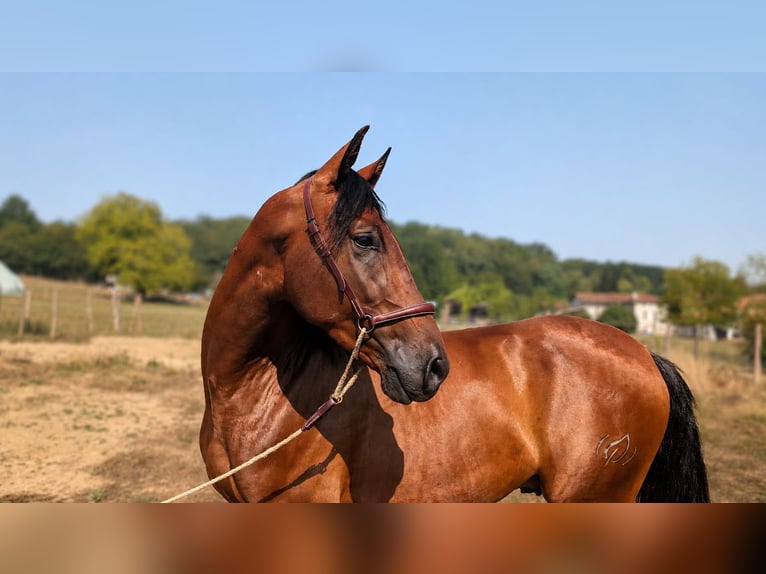 PRE Gelding 3 years Brown in Caumont