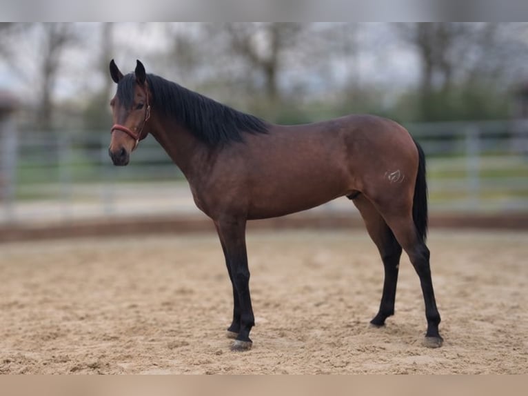 PRE Gelding 3 years Brown in Caumont