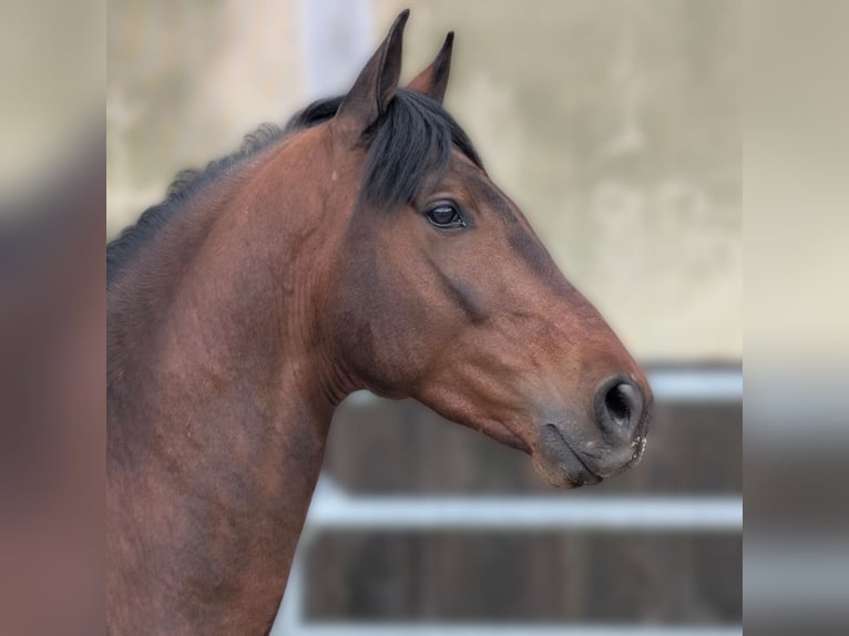 PRE Gelding 3 years Brown in Caumont