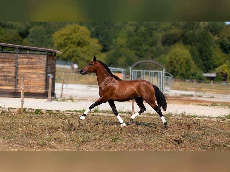 PRE Gelding 3 years Brown in Caumont