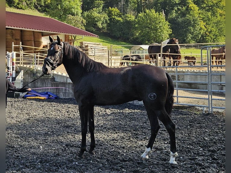 PRE Mix Gelding 3 years in Küssaberg