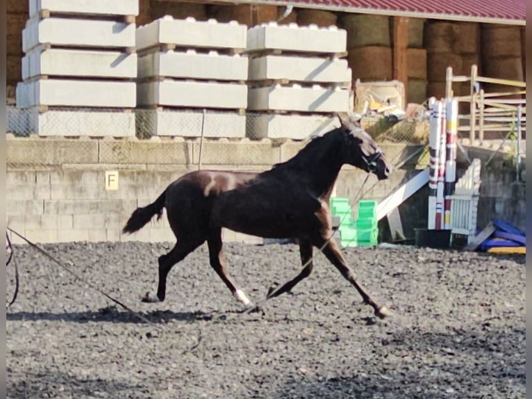 PRE Mix Gelding 3 years in Küssaberg