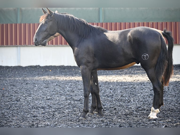 PRE Mix Gelding 3 years in Küssaberg