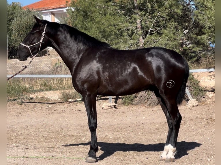 PRE Mix Gelding 3 years in Küssaberg