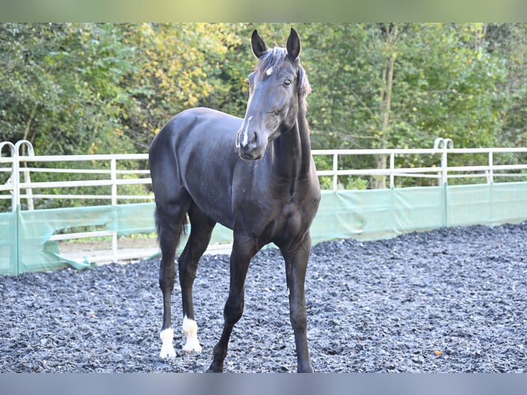 PRE Mix Gelding 3 years in Küssaberg