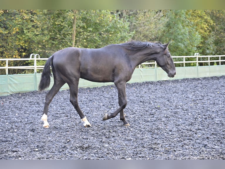 PRE Mix Gelding 3 years in Küssaberg