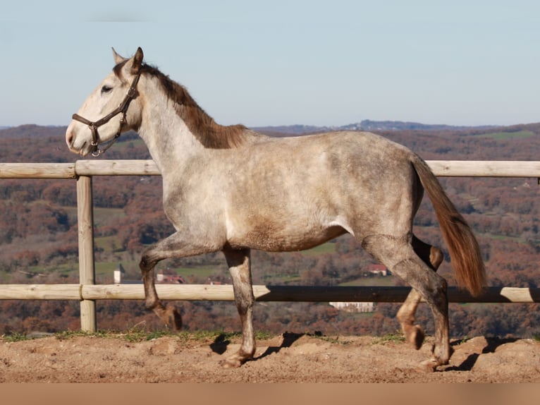 PRE Mix Gelding 4 years 14,1 hh Gray in Strenquels