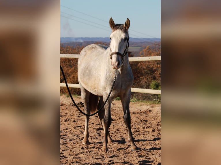 PRE Mix Gelding 4 years 14,1 hh Gray in Strenquels