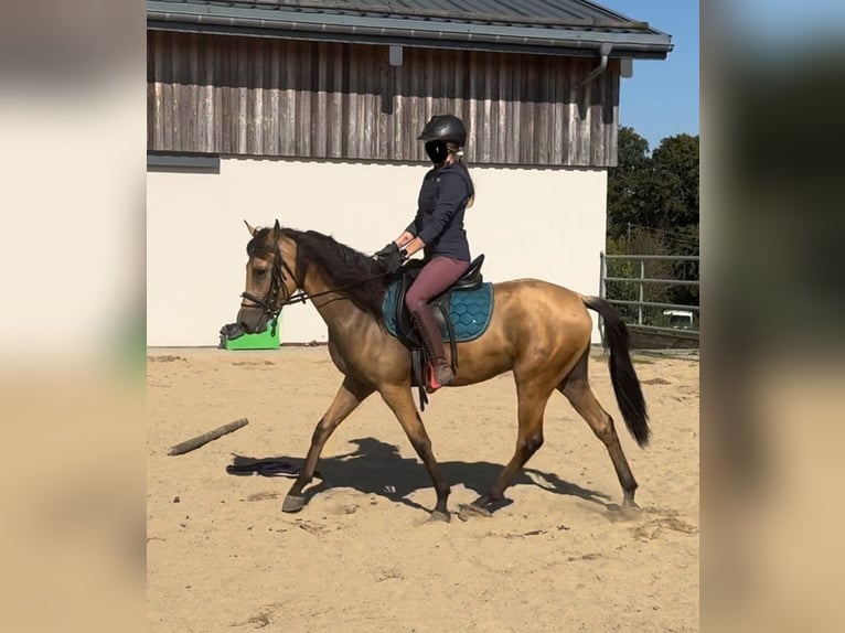 PRE Mix Gelding 4 years 14,2 hh Buckskin in Daleiden