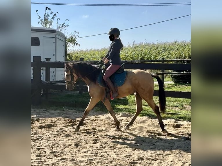 PRE Mix Gelding 4 years 14,2 hh Buckskin in Daleiden