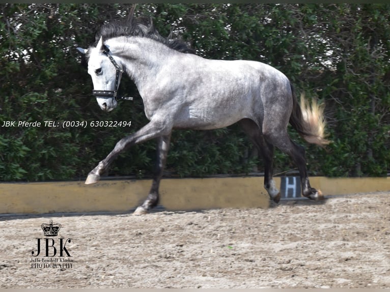 PRE Mix Gelding 4 years 14.3 hh Grey-Dapple in Tabernas Almeria