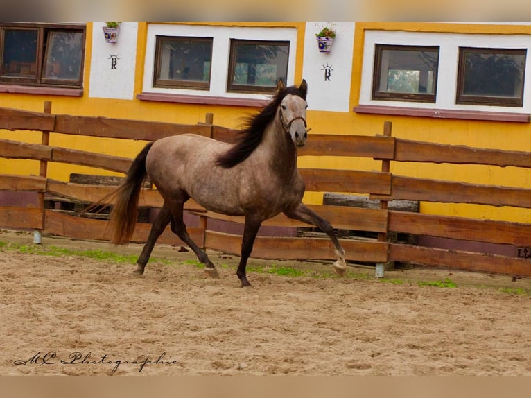 PRE Gelding 4 years 14.3 hh Grey in /Polenz
