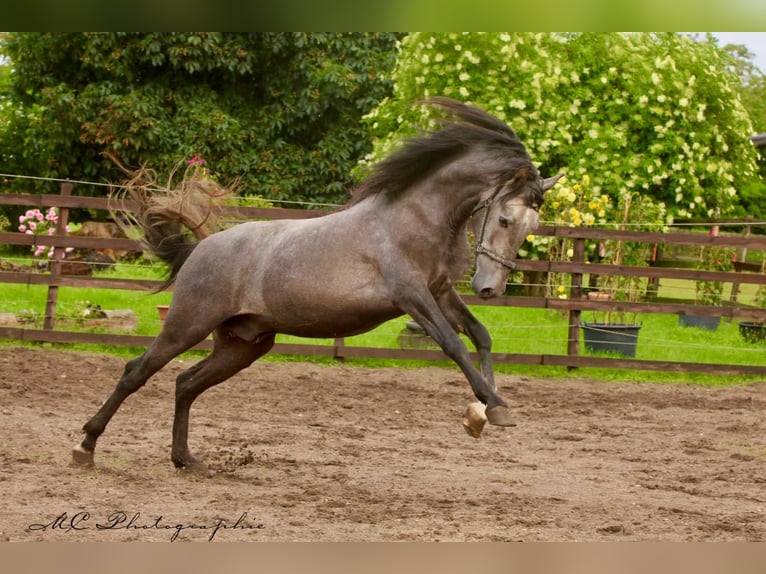 PRE Gelding 4 years 14.3 hh Grey in /Polenz