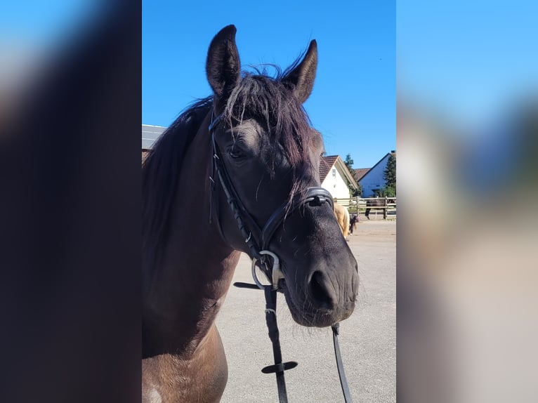 PRE Mix Gelding 4 years 15.1 hh Black in Karlshuld