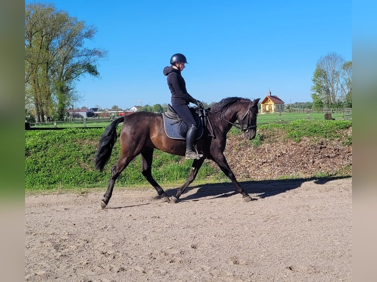 PRE Mix Gelding 4 years 15.1 hh Black in Karlshuld